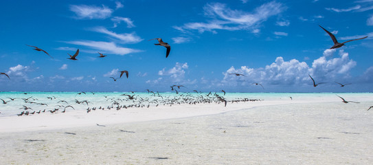 paradise beach with group of tropical birds