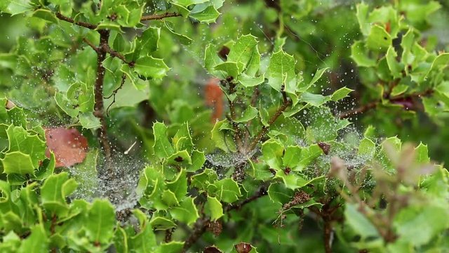 Spider web with dew drops on a Quercus coccifera (kermes oak) wild plant in nature