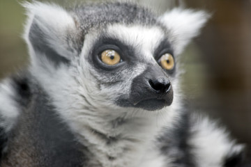 ring tailed lemur
