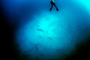 Hammerhead Sharks in Galapagos Islands - Powered by Adobe