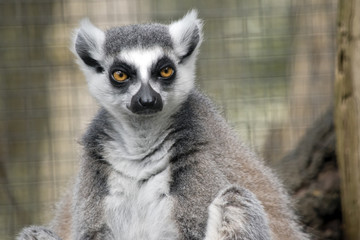 ring tailed lemur