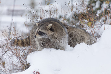 Young Raccoon in Snow