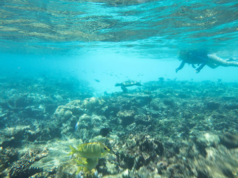 水中写真 シュノーケリング 海亀