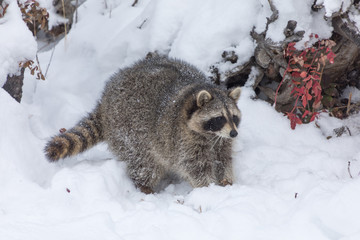 Young Raccoon in Snow