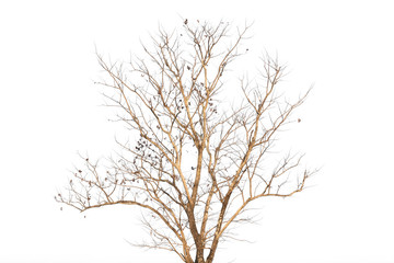 Fototapeta na wymiar Dryed tree branch on white background.