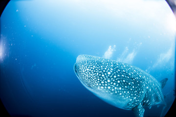 Whale Shark from the Galapagos Islands Ecuador SCUBA diving