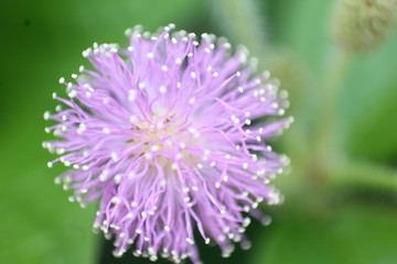 Pink Flower