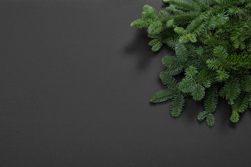 Christmas tree branches black background