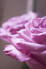 Lilac rose on black background