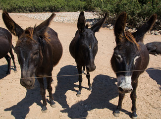 donkeys