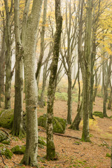 Obraz premium Beech forest in Autumn with fog