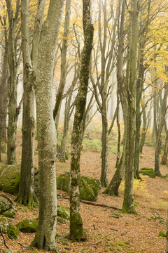 Beech forest in Autumn with fog © alessandrozocc
