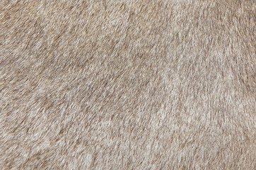 Detail of A Skin of A Cow Texture Background