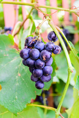 Bunch of the grape on a bush