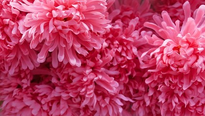 Background of Artificial Pink Chrysanthemum Flowers