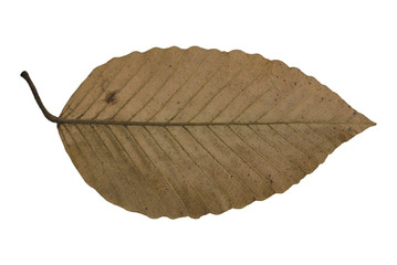 Dried Leaf