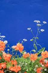 Fototapeta na wymiar Blaue Hauswand mit orangen Mohnblumen im Vorgarten 