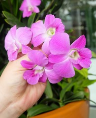 Hand Holding Beautiful Pink Streaked Orchid Flowers