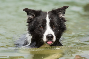dog floats in the water - Border Collie