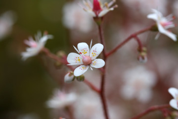 white flowers with pink stalk