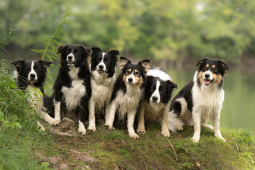 Naklejka na ściany i meble A pack of obedient dogs - Border Collies in all ages from the young dog to the senior