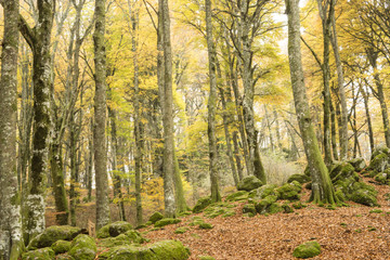 Beech forest in Autumn with fog