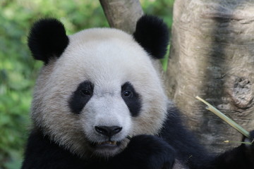Giant Panda Cub is Eating Bamboo, Chengdu Panda Base, China