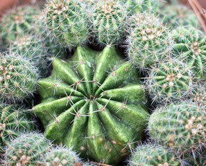 Cactus 