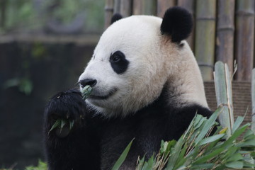 Obraz premium Giant Panda is Eating Bamboo Leaves