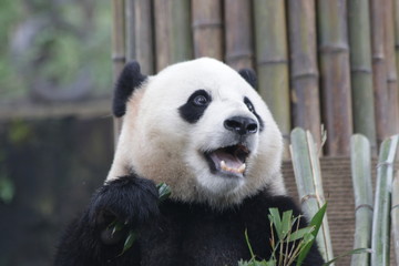 Obraz premium Giant Panda is Eating Bamboo Leaves