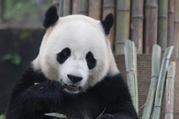 Plakat Giant Panda in Dujiangyan Panda Base name Bao Bao,is eating Bamboo Leaves, China