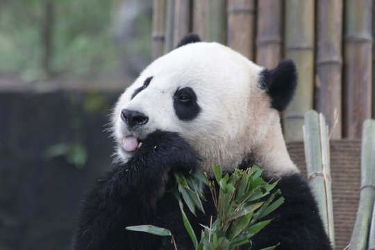 Giant Panda is Eating Bamboo Leaves