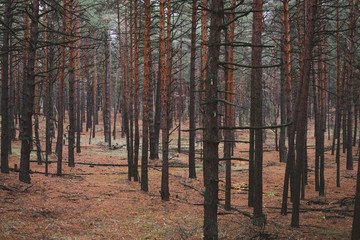 Old pine forest