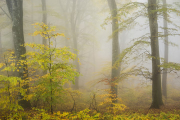 Beech forest in Autumn with fog