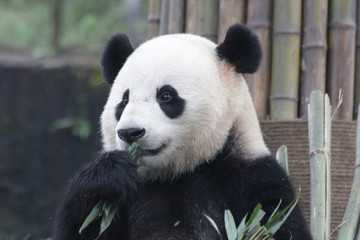 Fototapeta premium Giant Panda is Eating Bamboo Leaves,Bao Bao, China