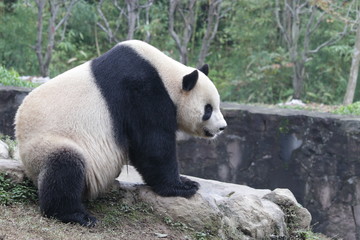 Obraz premium Famous Panda Name, Tai Chan.China Conservation and Research Center for the Giant Panda ( CCRCPG), Dujiangyan