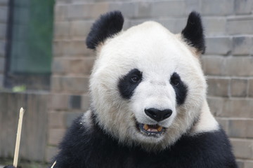 Obraz premium Giant Panda is eating Ba,boo, Dujiangyuan, China