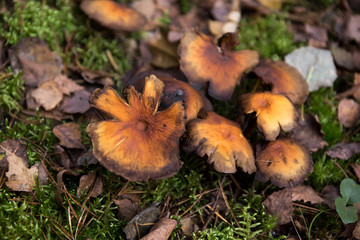 grzyby © kolorowekadry