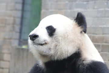 Fototapeta premium Giant Panda is eating Ba,boo, Dujiangyuan, China