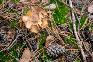 grzyby © kolorowekadry