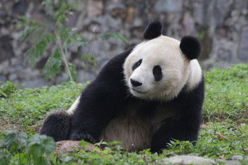 Giant Panda on the Playground, China
