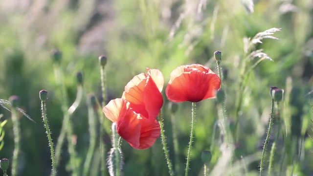 In the garden blossom poppies.In the sunlight, a beautiful creation.A poppy pops in the wind. Poppy Idyll.Fragile, delicate creature.