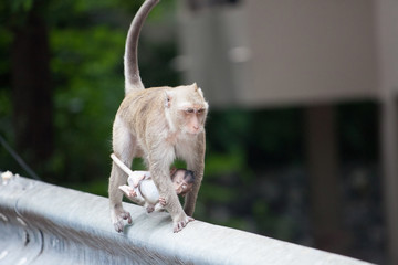 可愛いサル