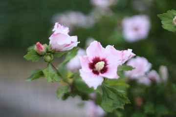 Obraz premium Fleur d'Altéa