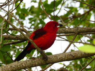  tiê-sangue (Ramphocelus bresilius/blood teat), It is a symbol of Atlantic Forest and exclusively Brazilian, it is found practically all over the coast of Brazil.