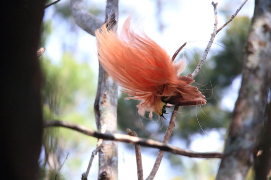 Raggiana Bird-of-paradise (Paradisaea raggiana) in Varirata National Park, Papua New Guinea
