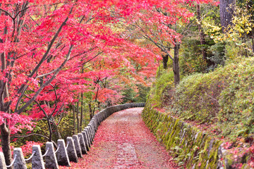 紅葉の小道