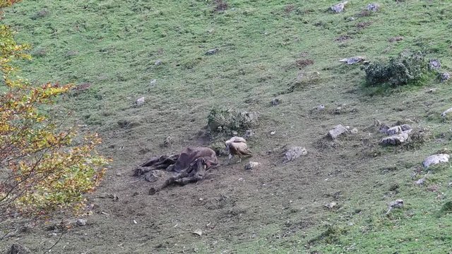 Griffon Vulture eats a horse carcass