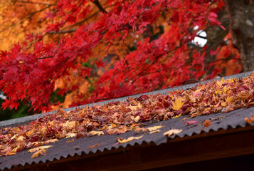 屋根に積もるモミジ