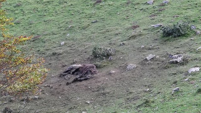 Griffon Vulture eats a horse carcass